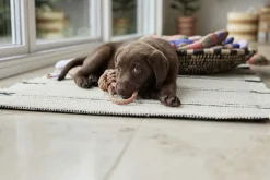 Ashi Hundelegetøj - Lille