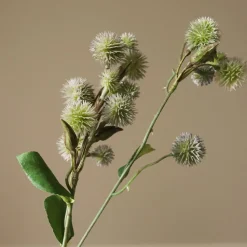 Echinops Ritro Thistle Ball