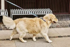 HAY Dogs Leash-Flat M/L-Lavender, g