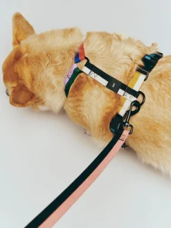 HAY Dogs Leash-Flat M/L-Pink, black