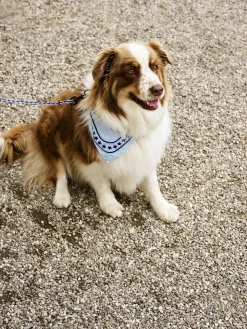 HAY Dogs Scarf-55 x 55-Light blue