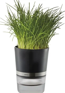 Krydderurtepotte, BOTANICO