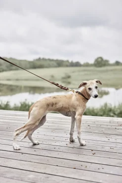 Robin Hundehalsbånd - Stor